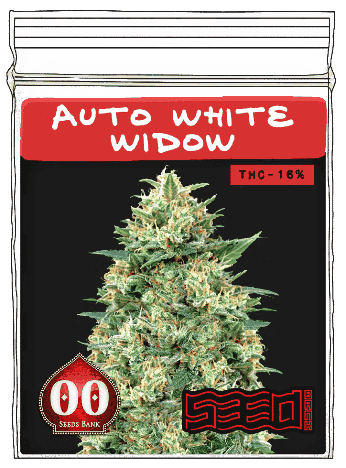 Auto-White-Widow-min Auto White Widow - Image 1