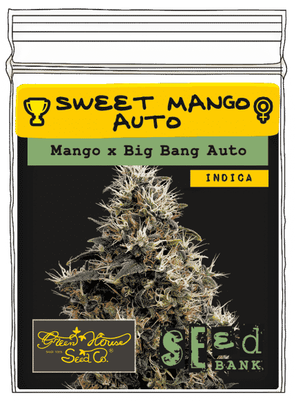 Sweet Mango Auto