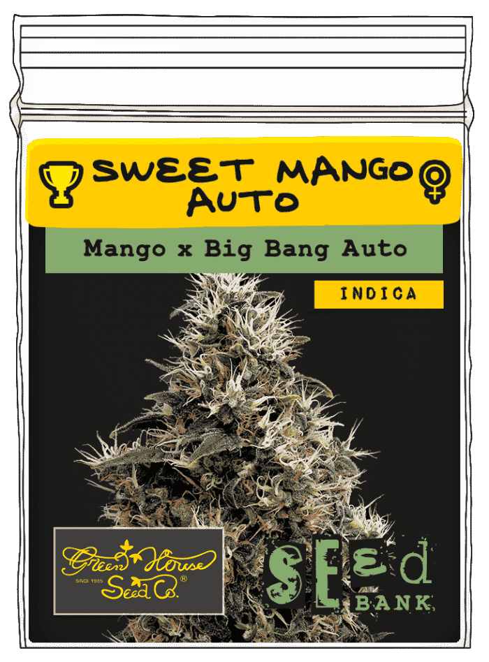 Sweet-Mango-Auto-1 Sweet Mango Auto - Image 1